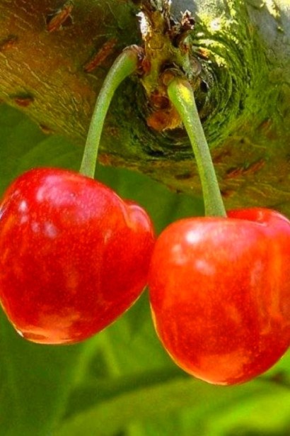 Черешня обыкновенная ‘Фирузе’|Cerasus avium ‘Firuza’|Черешня звичайна ‘Фірузе’